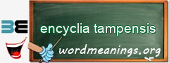 WordMeaning blackboard for encyclia tampensis